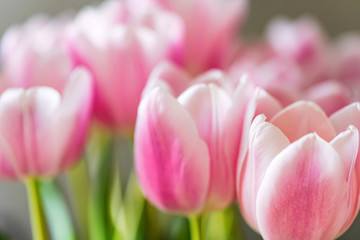 Close up beautiful pink tulips