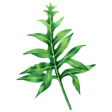 Watercolor painting fern green leaves,palm leaf isolated on white background.Watercolor hand painted illustration tropical exotic leaf for wallpaper vintage Hawaii style pattern.With clipping path