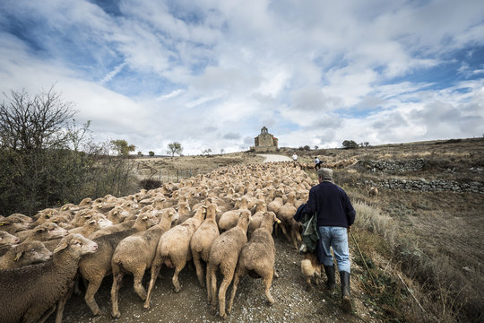 Rear view of male shepherd herding sheep while walking on field