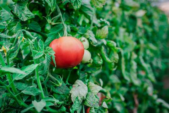 Harvest of fresh tomatoes from ecological and domestic breeding. Bio nutrition and health.