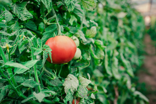 Harvest of fresh tomatoes from ecological and domestic breeding. Bio nutrition and health.