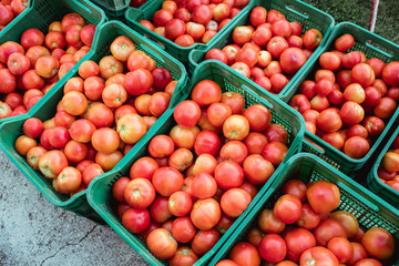 Fresh picked tomatoes from organic and domestic breeding ready for sale. Nutrition and health.