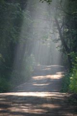 Naklejka premium Ray's of Sunshine