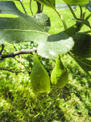 Feigen, figs