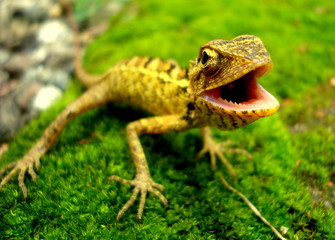 CHAMELEON