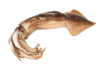 Kalmare auf weissem Hintergrund © Digitalpress