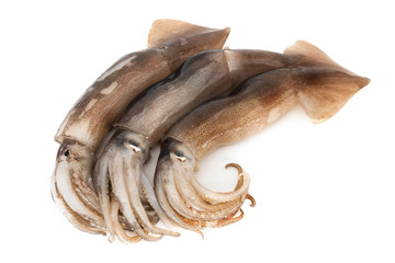 Kalmare auf weissem Hintergrund © Digitalpress