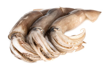 Kalmare auf weissem Hintergrund © Digitalpress