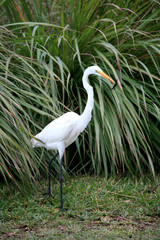 Egret eating a Lizard