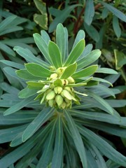 Euphorbia Buds in the Spring