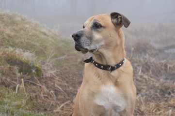 Portret psa, mieszaniec doga na spacerze