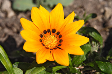 Cinque Terre, traditional Italian architecture