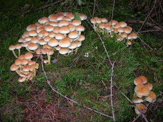 jesienne grzyby, stanowisko w lesie