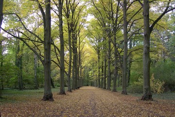 Fototapeta premium Polska złota jesień