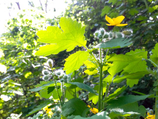 Purity in the forest in a sunny summer weather
