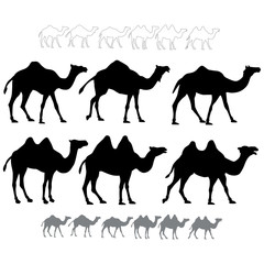 Set of black silhouettes vector camels