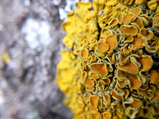 Yellow lichen is very similar to the fungus in magnification