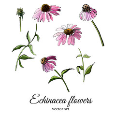 Hand drawn and colored sketch with echinacea flowers isolated on white background. Vector illustration - obrazy, fototapety, plakaty