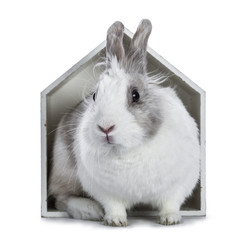 Cute white with grey rabbit sitting in white wooden house isolated on white background