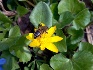 Bee on a yellow flower in a summer sunny day