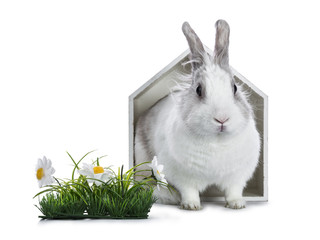 Cute white with grey rabbit sitting in white wooden house with plastic grass and daisy's isolated on white background