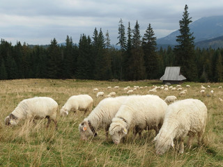 Tatry Wysokie, Polska - wypas owiec na Rusinowej Polanie © Iwona