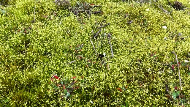 Mosses are small flowerless plants