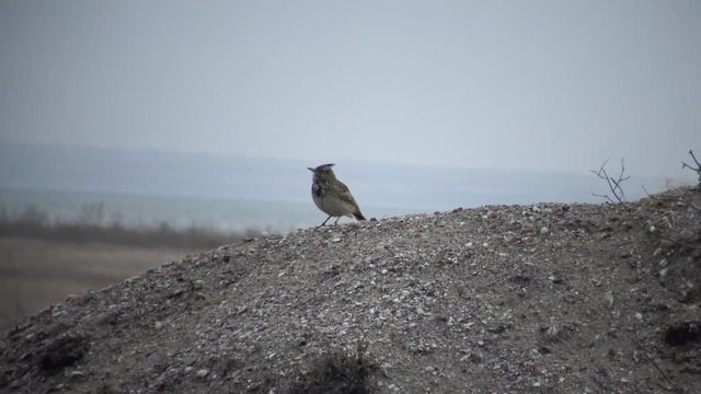 The Eurasian skylark (Alauda arvensis) is a small passerine bird species