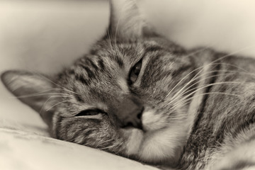 Portrait of a sleeping short-haired domestic cat in retro style. Monochrome image in retro style