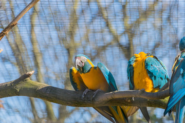 Obraz premium Exotic tropical yellow and blue parrot sitting on branch of tree in park