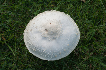 Fungus in the grass from above