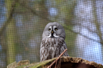 puszczyk uralski © Konrad_elx