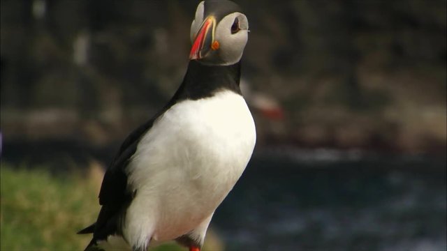 Atlantic puffin taking off