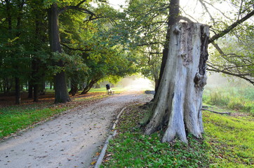 aleja parkowa o poranku, Wrocław © Ewa