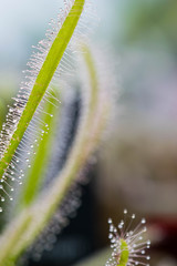 Drosera Capensis close-up view.