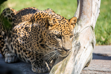  Leopard (Panthera pardus) crouching on the grass waiting