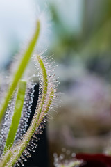 Drosera Capensis close-up view.