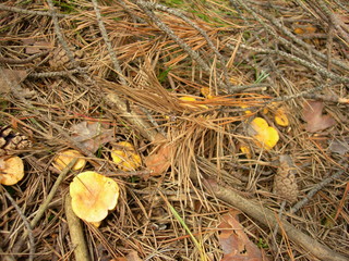 Grzyby kurki ulryte pod igliwiem, pieprznik jadalny, Cantharellus cibarius © Ewa