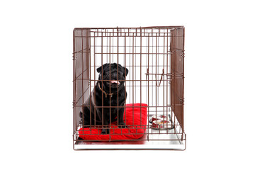Dog in Crate Cage. Happy black pug in iron box. Isolated background.