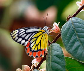 Delias eucharis or common Jezebel butterfly on pink flowers on colorful blurred background © Dmitrii