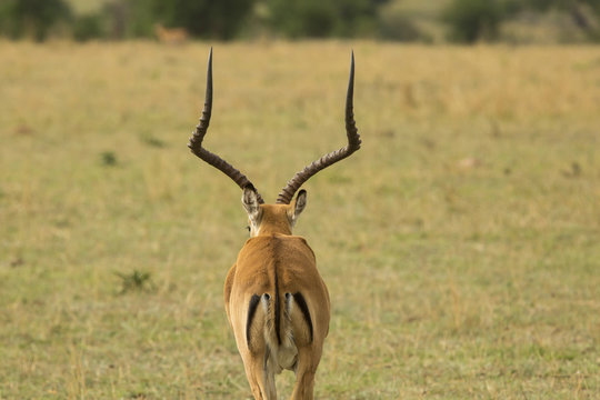 Rear view of impala standing on grassy field
