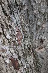 Old pecan tree in selective focus