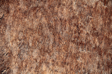 Brown wood texture