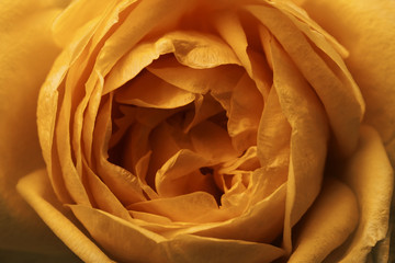 Flower Rose orange. Macro. View from above. Floral background. Nature.