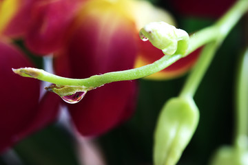 A big drop on a green flower stalk on a red, yellow and black background