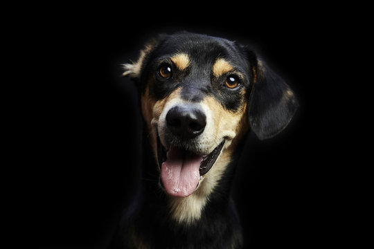 Close-up portrait of dog panting against black background