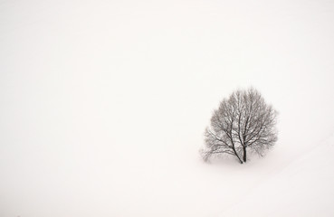 Alone tree in the winter field