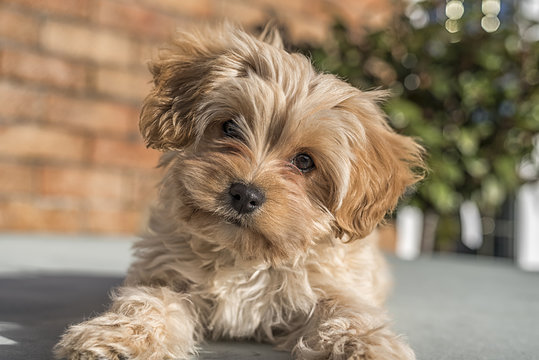 Cute Cavapoochon puppy, looking at the camera. The picture focuses on the face. The animal has golden colored fur.
