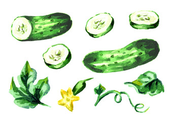 Cucumber elements set. Watercolor hand drawn illustration, isolated on white background