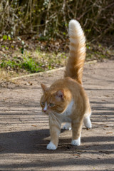 Domestic ginger cat defensive walking in sunshine with a puffed up tail